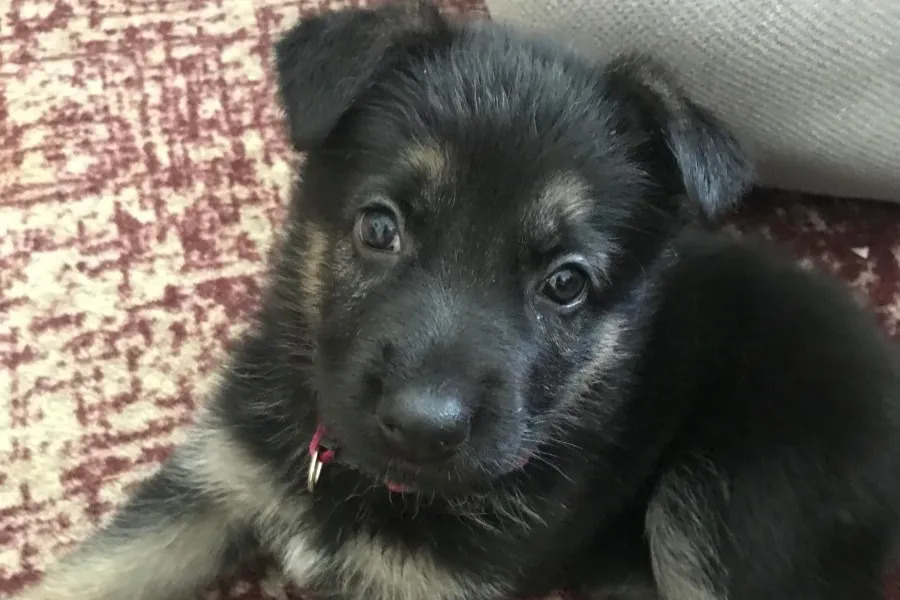 Black and tan puppy